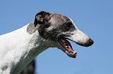 GREYHOUND 056